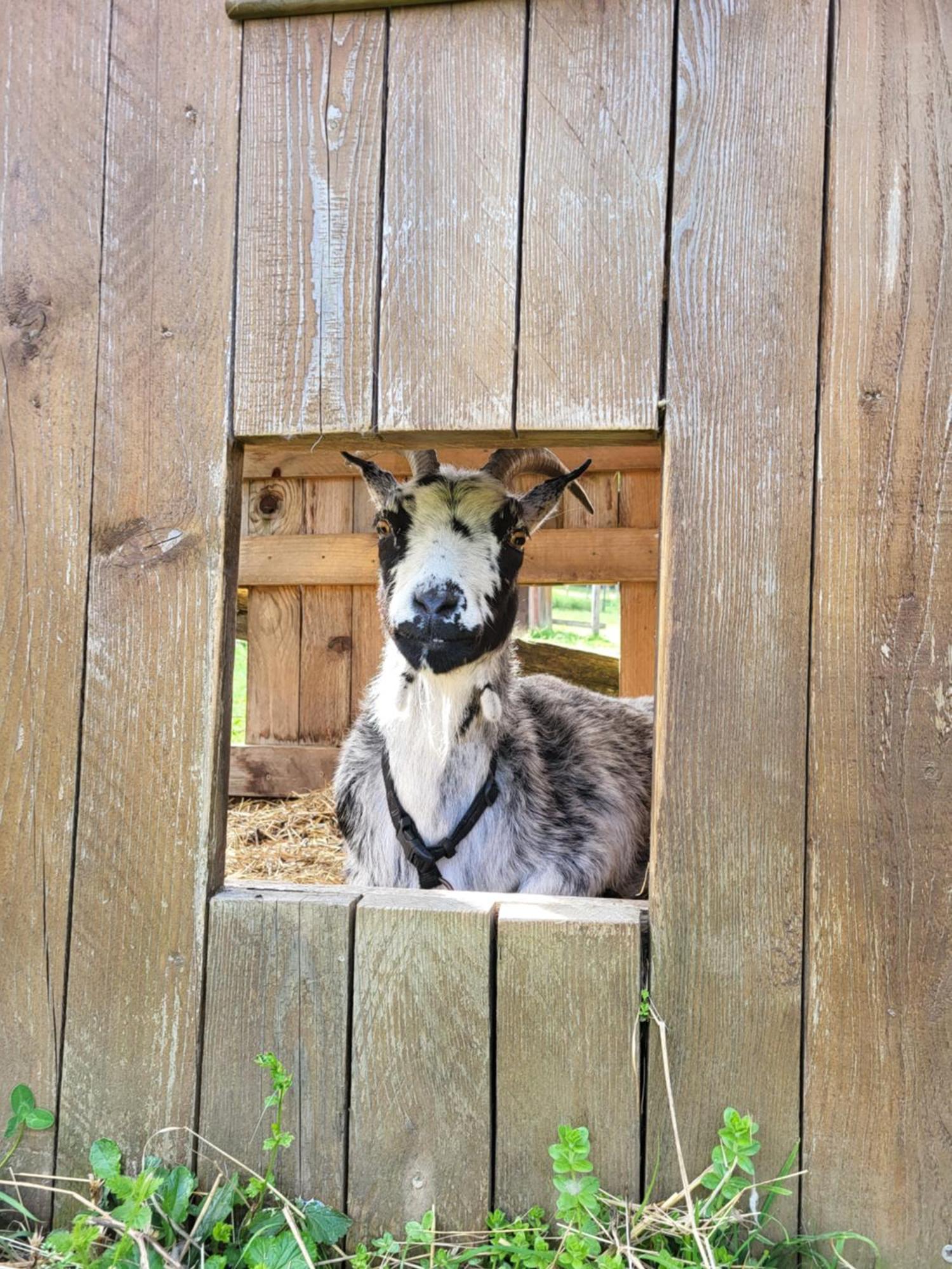 Le Paradis Des Animaux Coublevie Exteriér fotografie