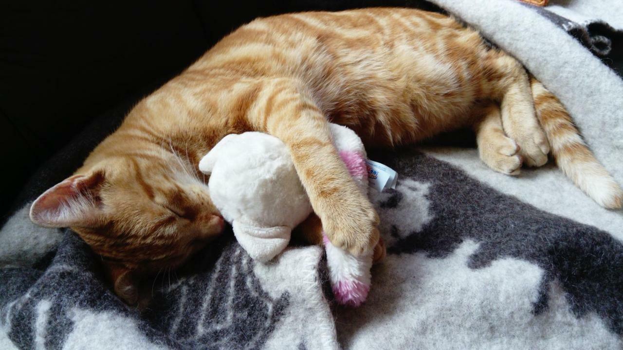 Le Paradis Des Animaux Coublevie Exteriér fotografie